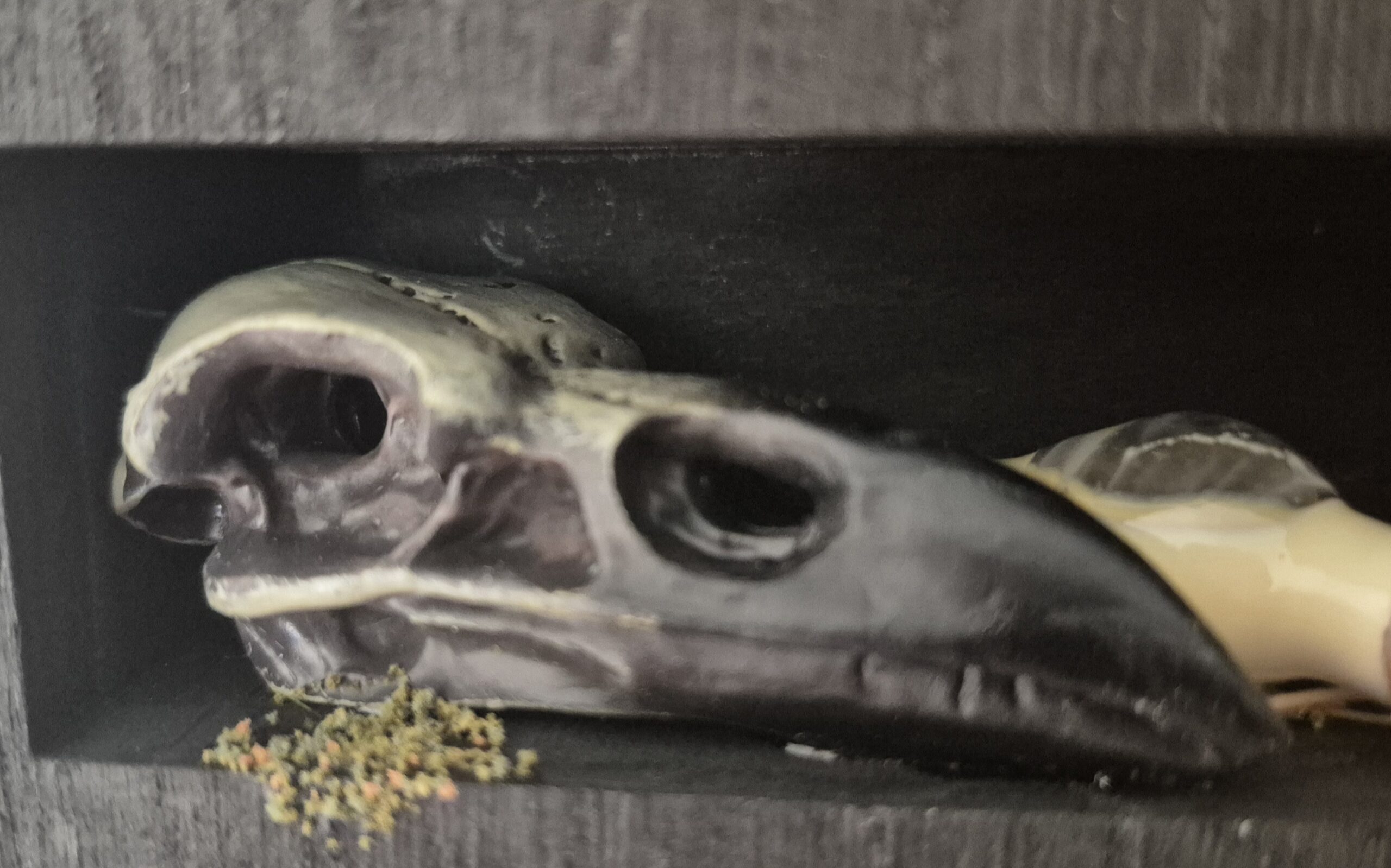 Sinister Witch Shelf - Image 7
