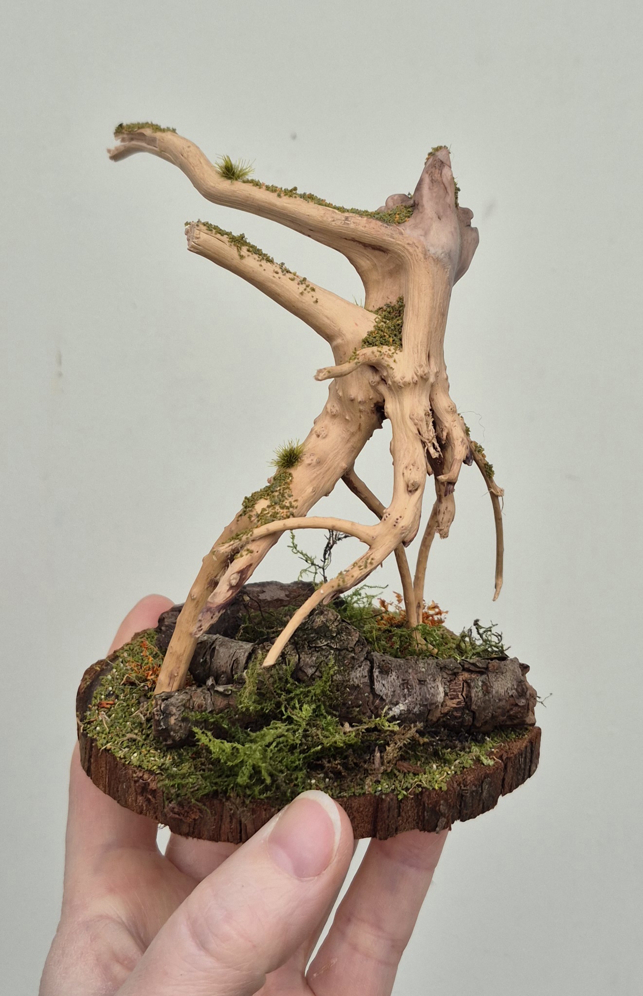 Roamer of the Elderwood - Image 2