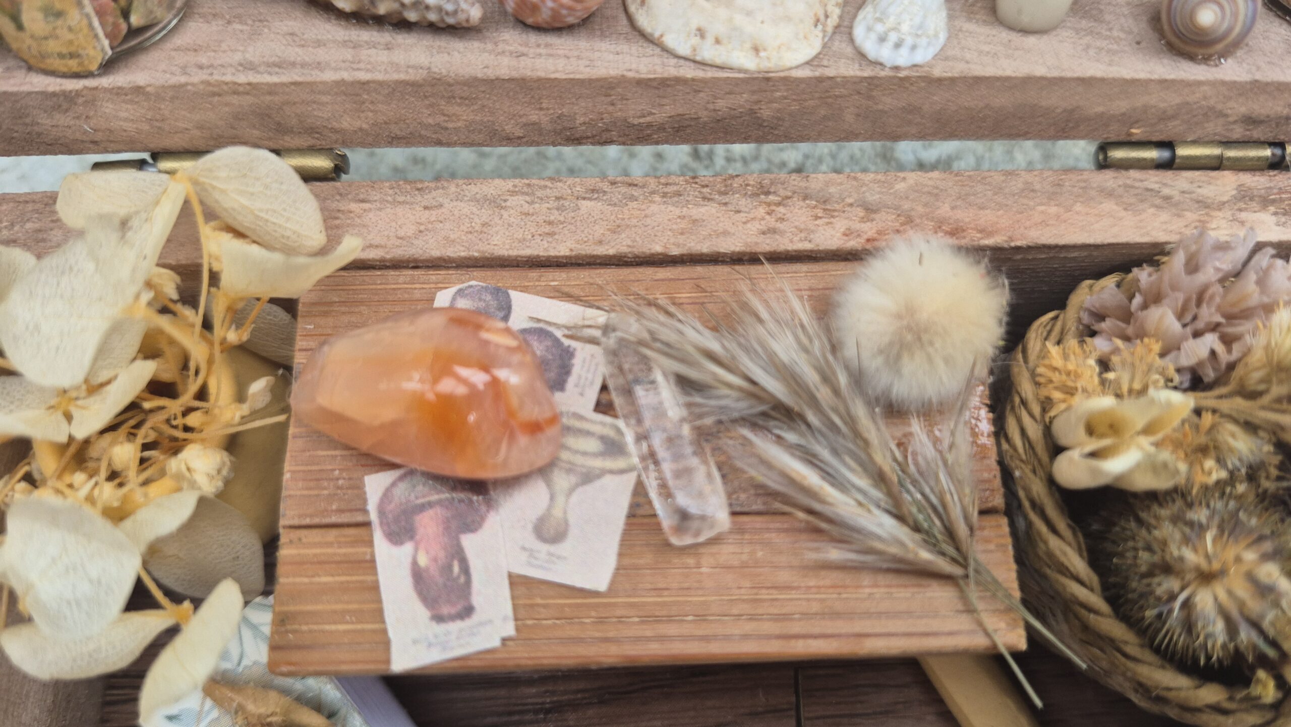 Botanical Curiosity Box - Image 7