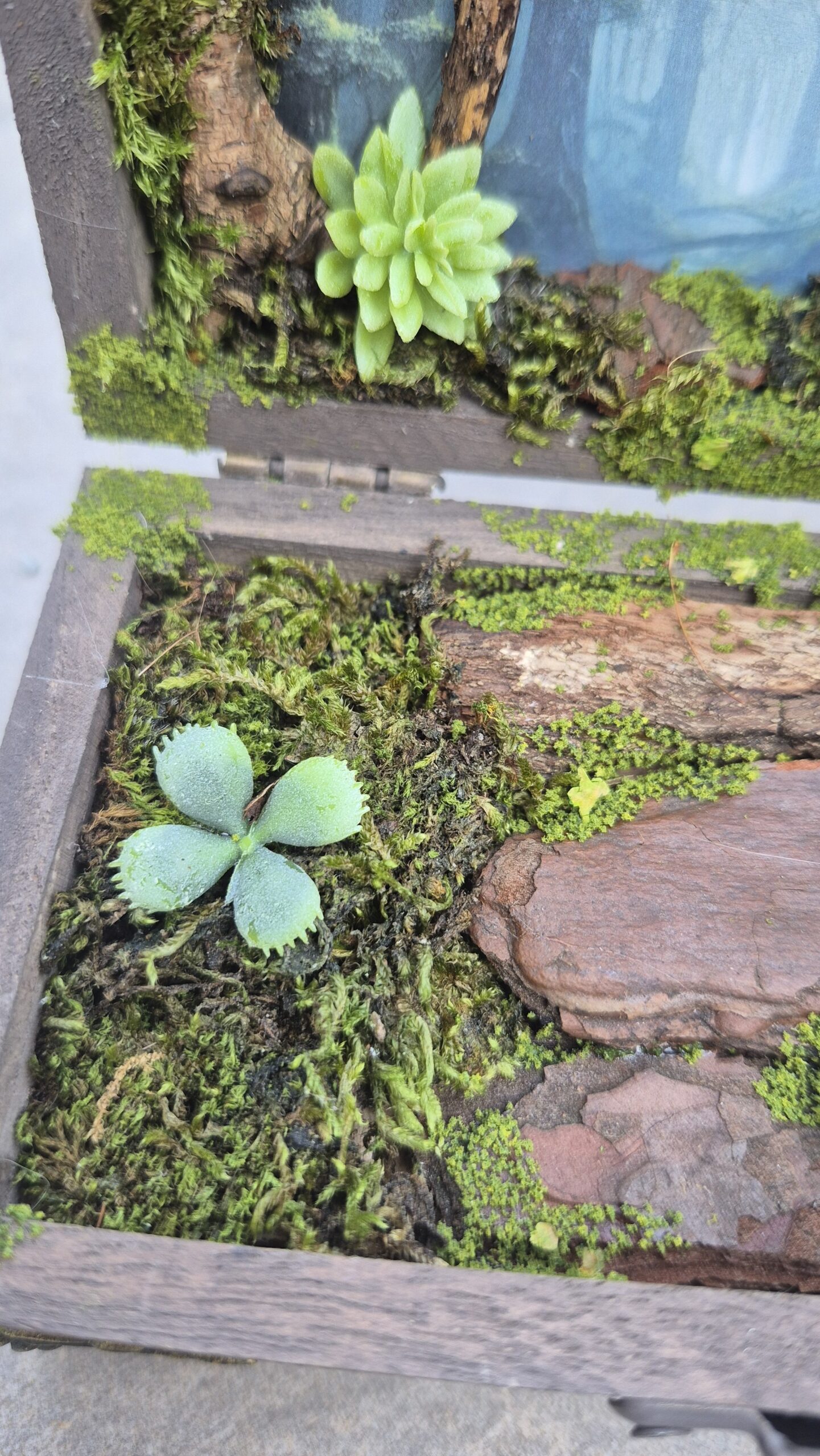 Hidden Forest Box - Image 6