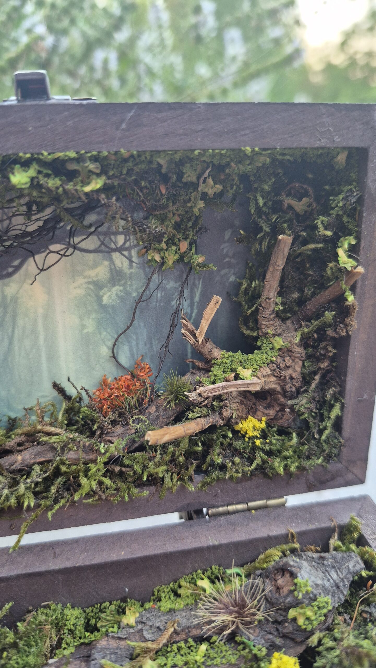Hidden Forest Box - Image 5