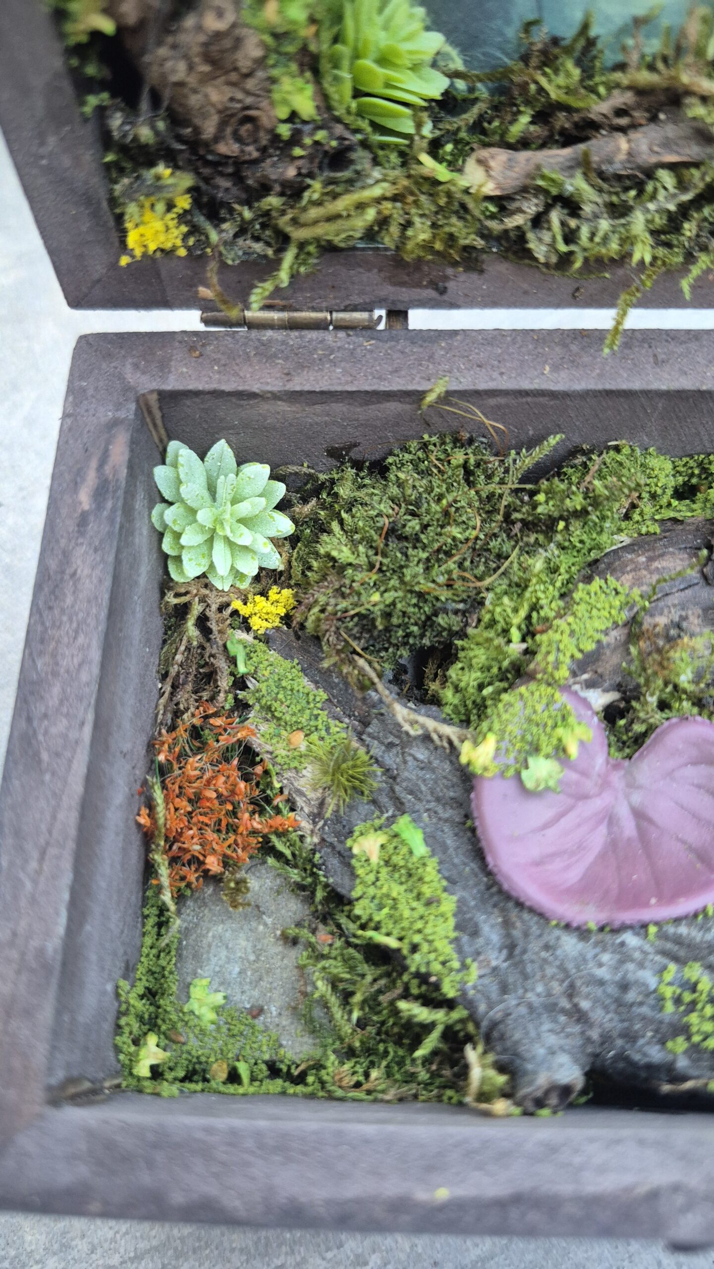 Hidden Forest Box - Image 6