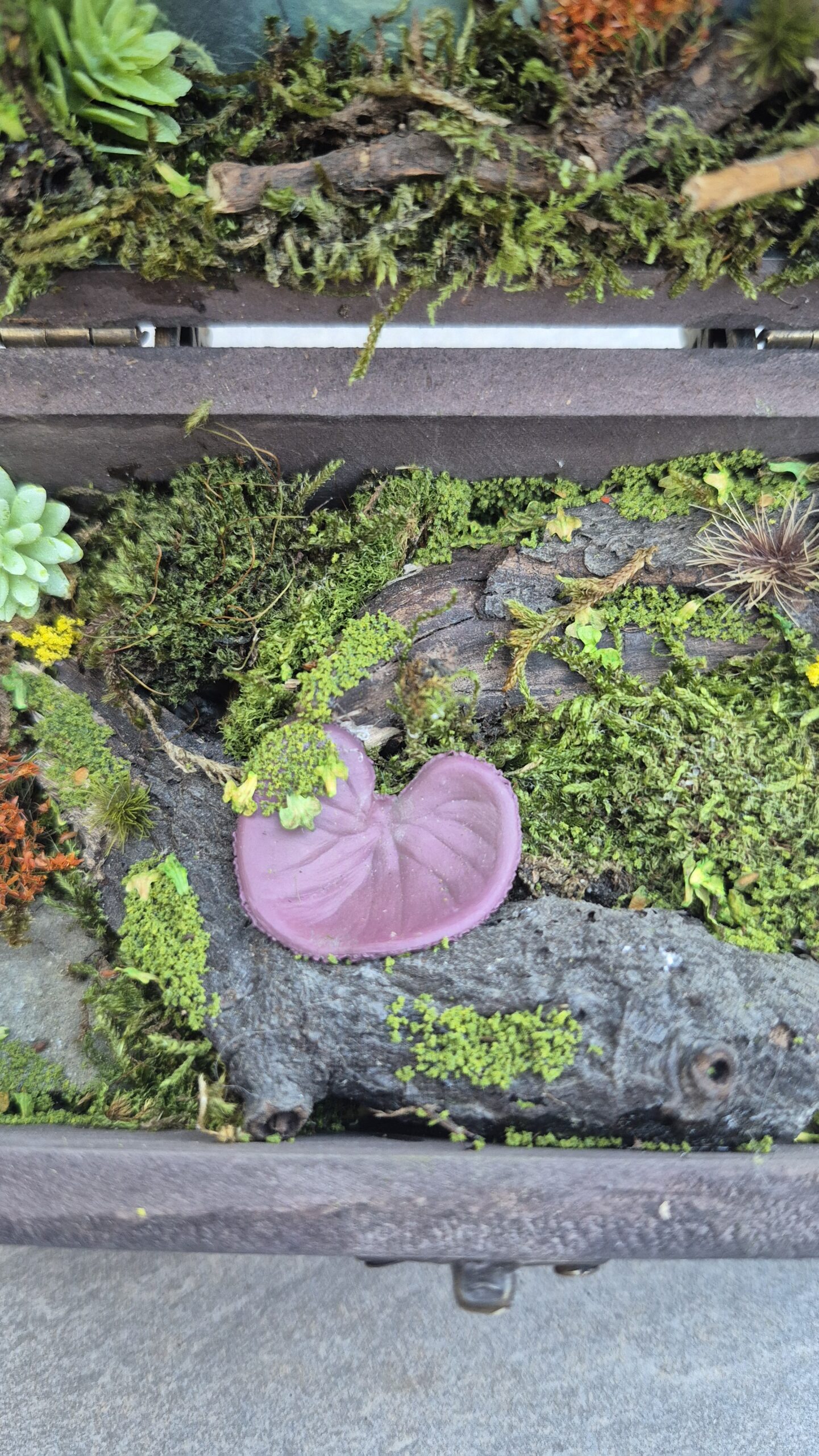 Hidden Forest Box - Image 7