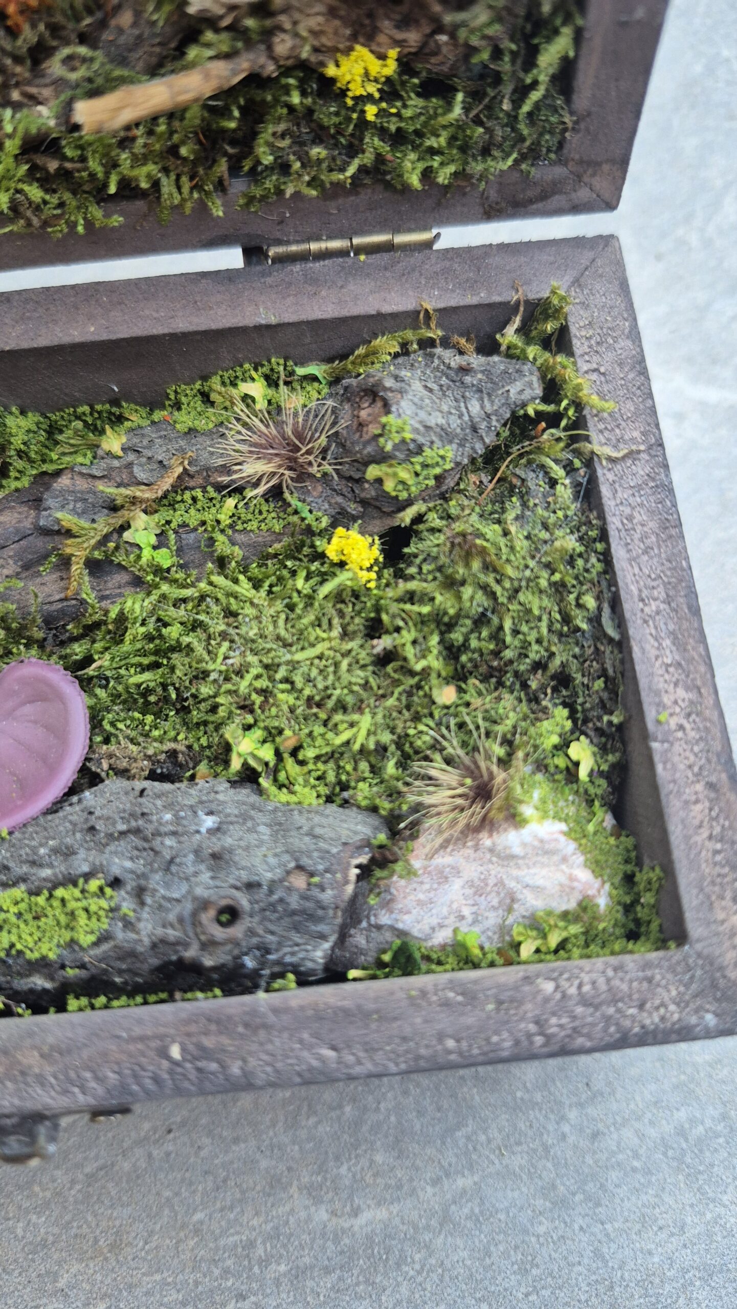Hidden Forest Box - Image 8