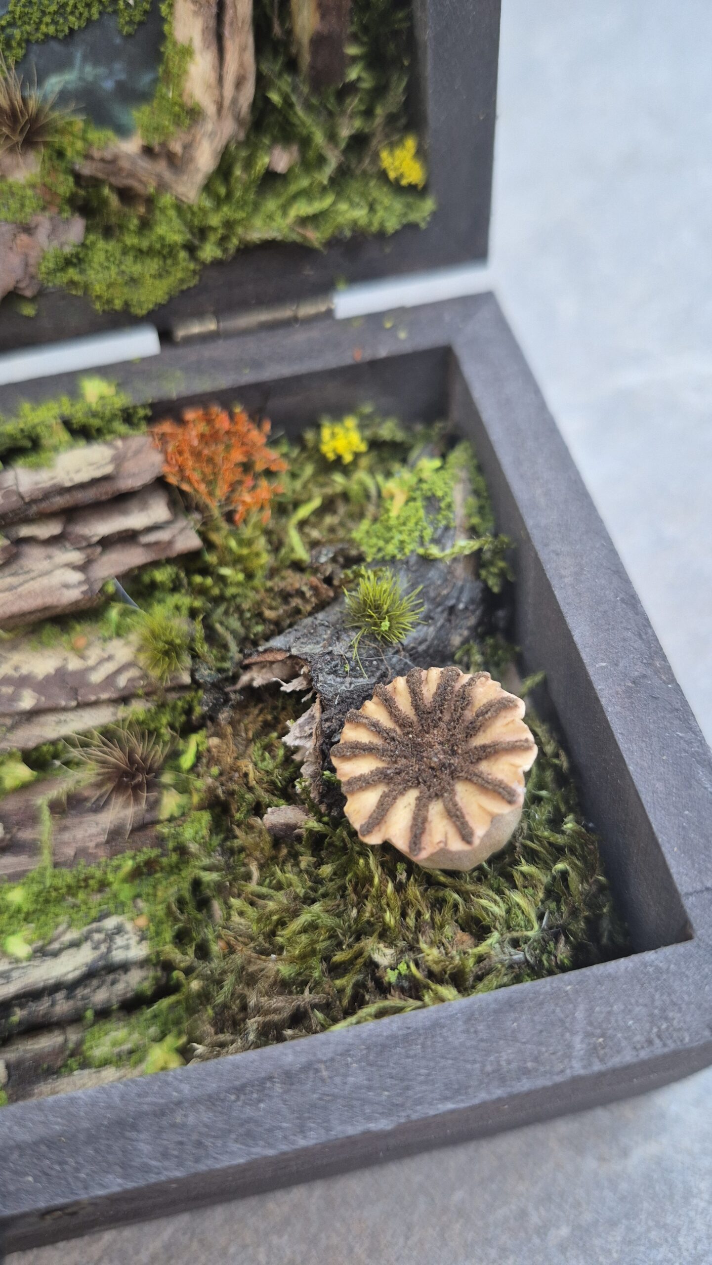 Hidden Forest Box - Image 9