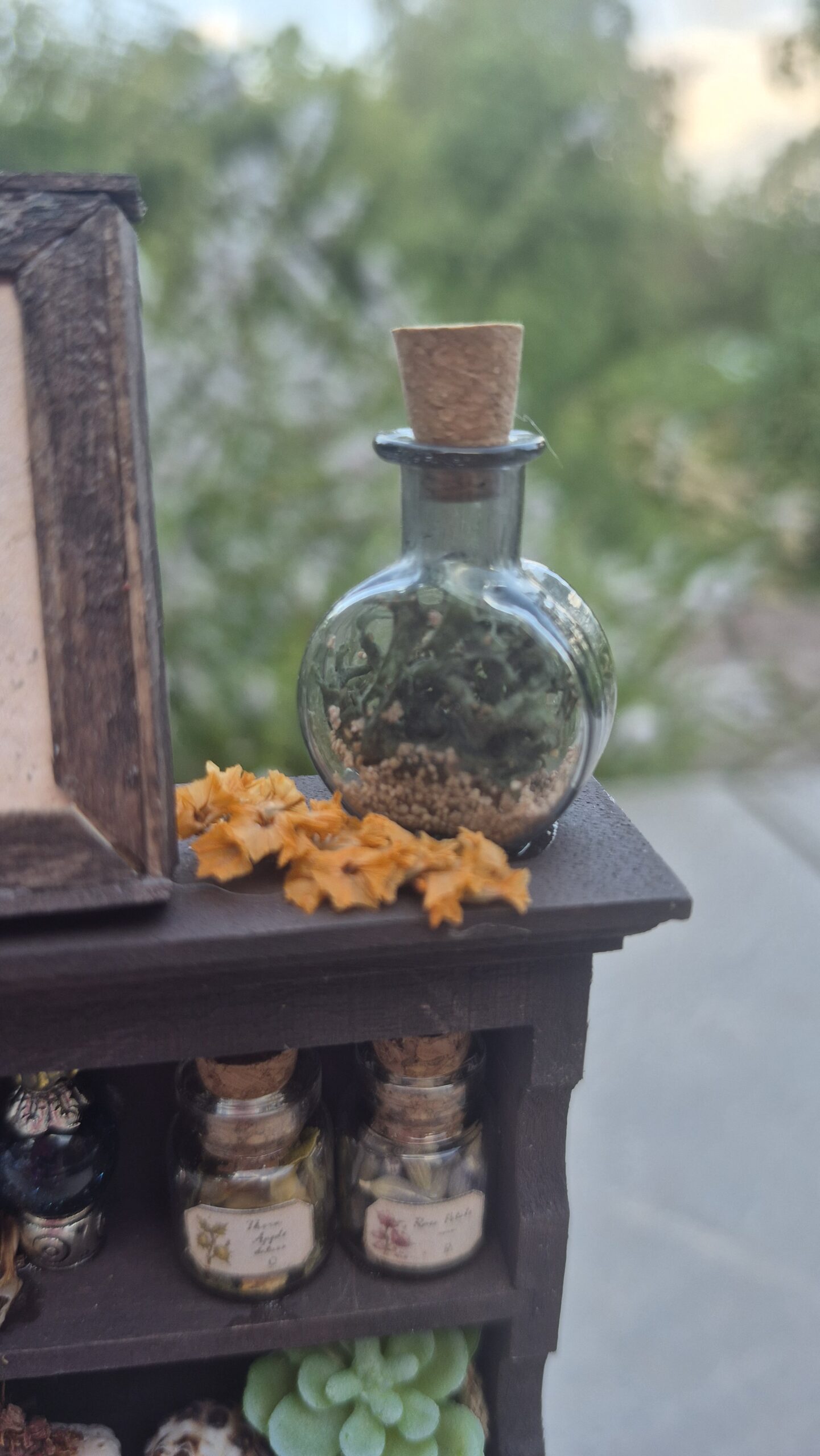 Botanical curiosity cabinet - Image 7
