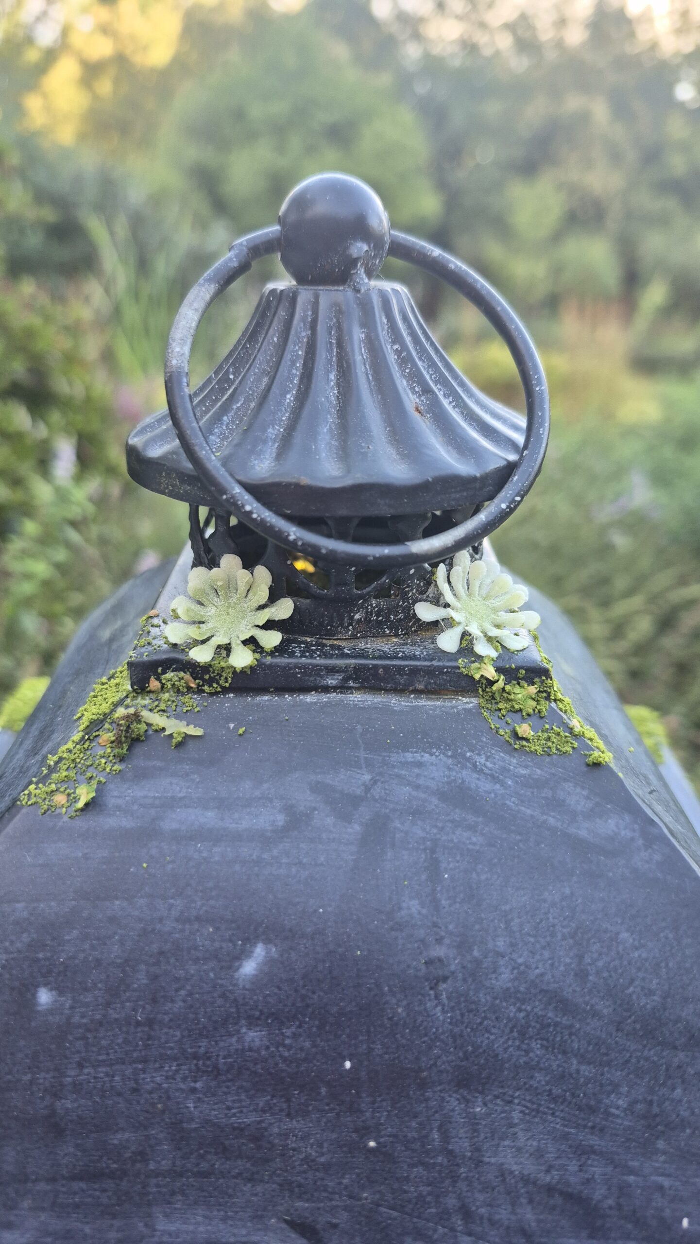 Fairy Portal Lantern - Image 22